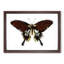 Black Butterfly by George Shaw - Picture Frame Painting Print-55512625-55512624