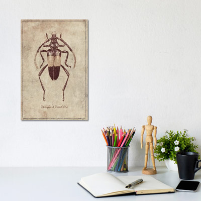 Pachyteria Dimidiata 2 by Mike Koubou - Wrapped Canvas Print