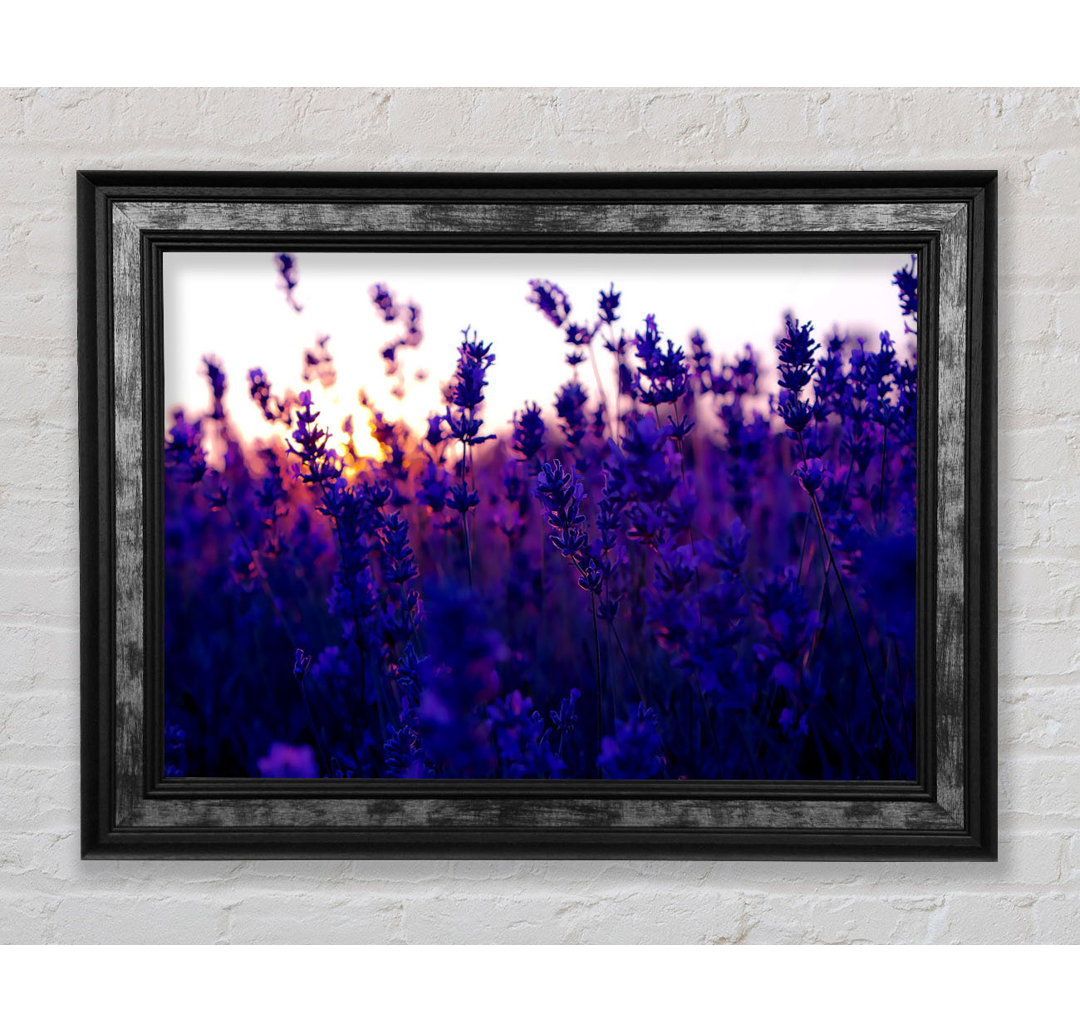 Gerahmtes Wandbild Lavender Field And Sunset