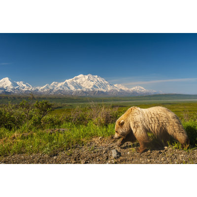 Posterazzi " A Grizzly Bear Walking Alongside The Park Road In Area 14 With Mount McKinley In The Background Denali National Park Interior Alaska "