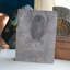 Assiette fossile Eurypterid. Lang's Quarry, Herkimer County, New York
