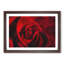 Drops upon a Red Rose - Picture Frame Graphic Art Print-56713236-56713237