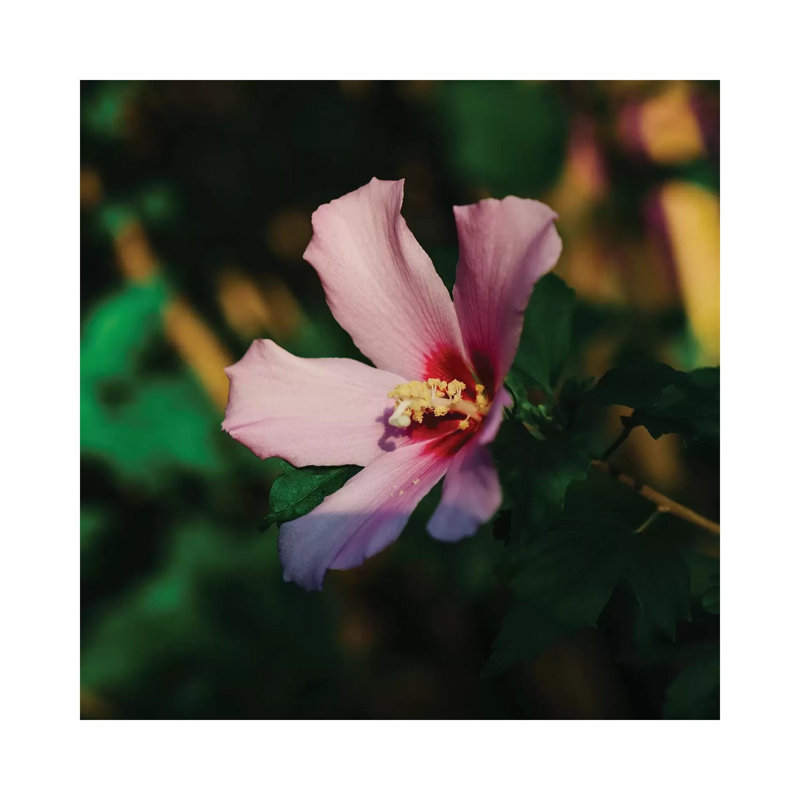 Charleston Blooms VI by Bethany Young - Print on Canvas, Wrapped Canvas, 66.04cm H x 66.04cm W x 3.81cm D