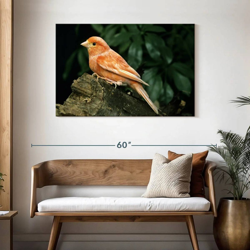 Canari rouge, H 30 po x l 45 po