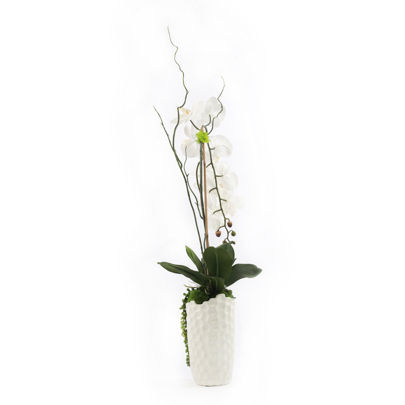 Orchid Arrangement in Vase