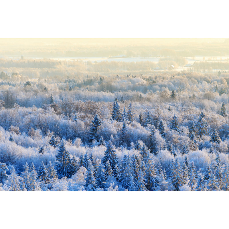 Forest Wiev At Winter - Wrapped Canvas Print, 51cm H x 76cm W x 3.8cm D