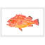 « yelloweye rockfish », reproduction d’art encadrée-18951095