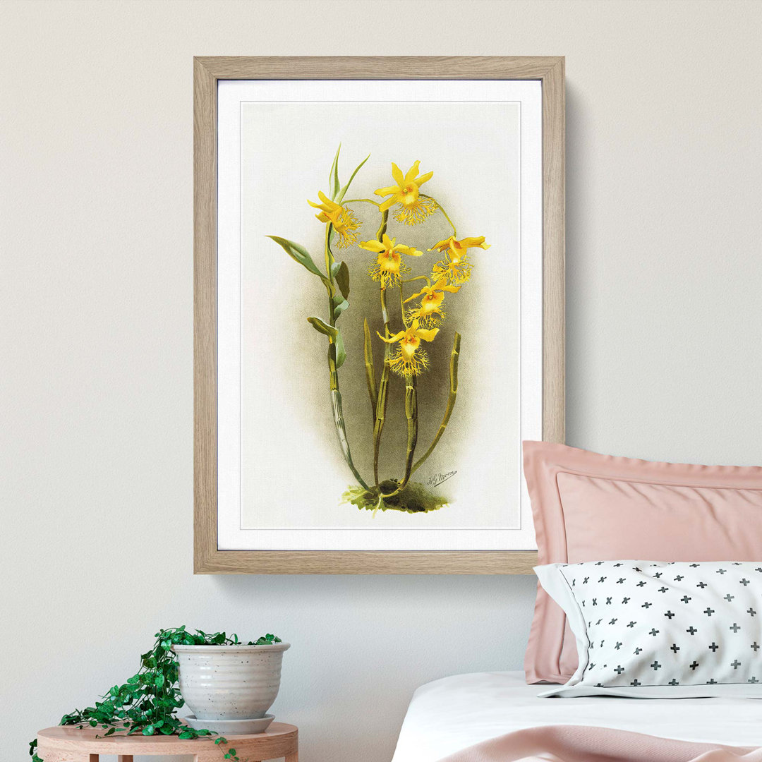 Magnolia Flowers Illustration Tab. 92 by Frederick Sander - Picture Frame Painting Print
