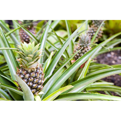 Hawaiian Pineapples by Rasimon