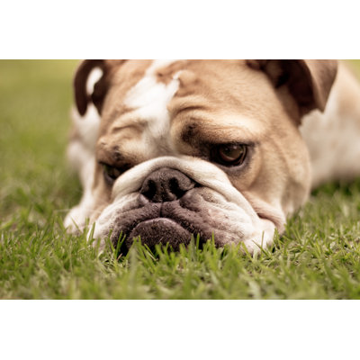English Bulldog - Wrapped Canvas Print