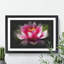 Pink Water Lily Flower Vol.3 - Picture Frame Graphic Art-62804097-62804092