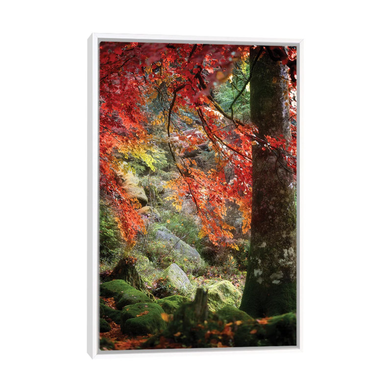 Rock Garden by Philippe Sainte-Laudy - Print on Canvas, 66.04 cm H x 45.72 cm W, White Framed