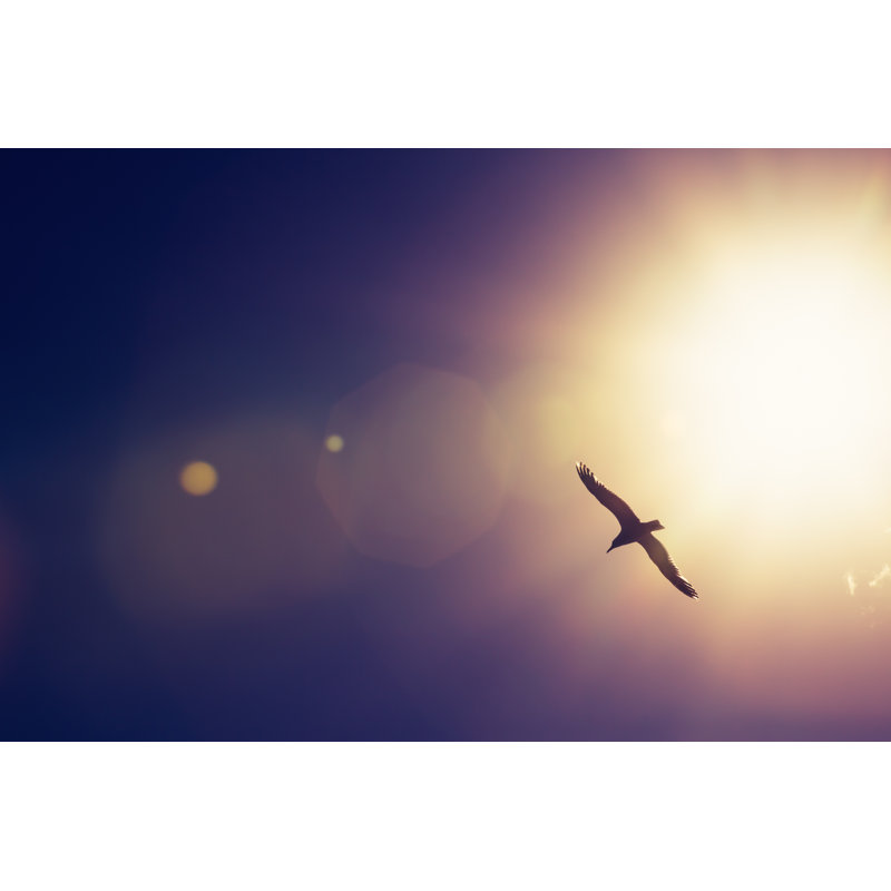Seagull In The Sky by Valio84sl - Wrapped Canvas Print, 81cm H x 122cm W