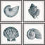 Coquillages gris - ensemble de 4 reproductions de photos-30011358