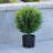 20" Faux Cedar Tree in Pot