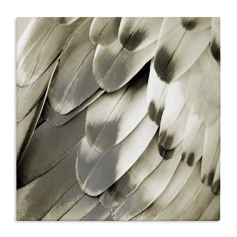 Art mural sur toile Sleek Feathers Gros plan par Julia Bosco, H 24 po x l 24 po