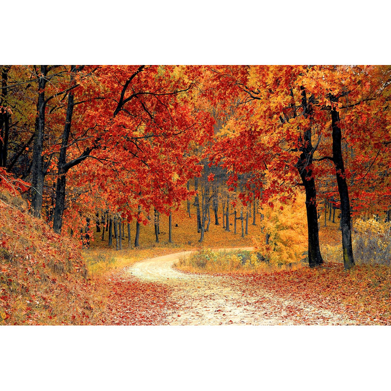 «Crimson Canopy Curve», art mural sur toile tendue, H 12 po x l 16 po