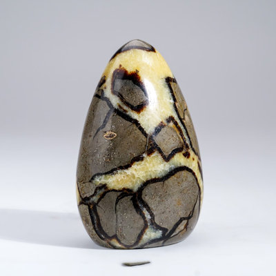 Polished Septarian Freeform from Madagascar (1.6 Lbs)