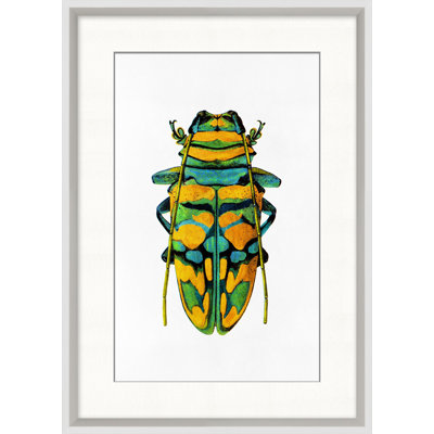 Rainbow Insect 6