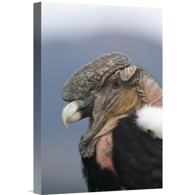 " Andean Condor Male, Cayambe, Ecuador "