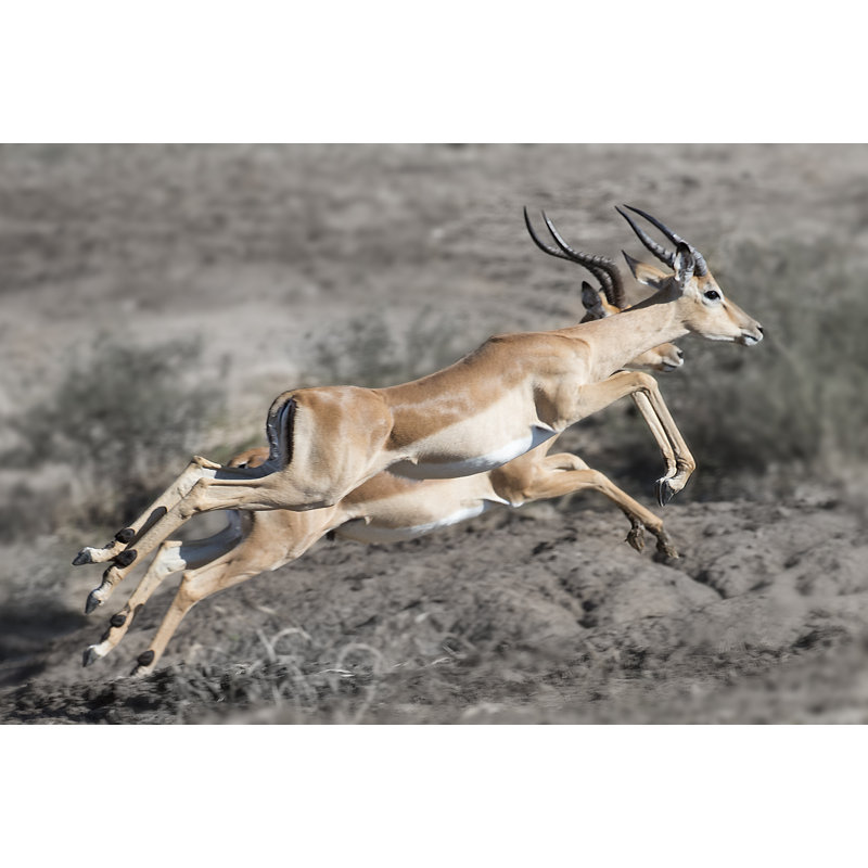 Impala by Scott Bennion - Wrapped Canvas Print, 81cm H x 122cm W
