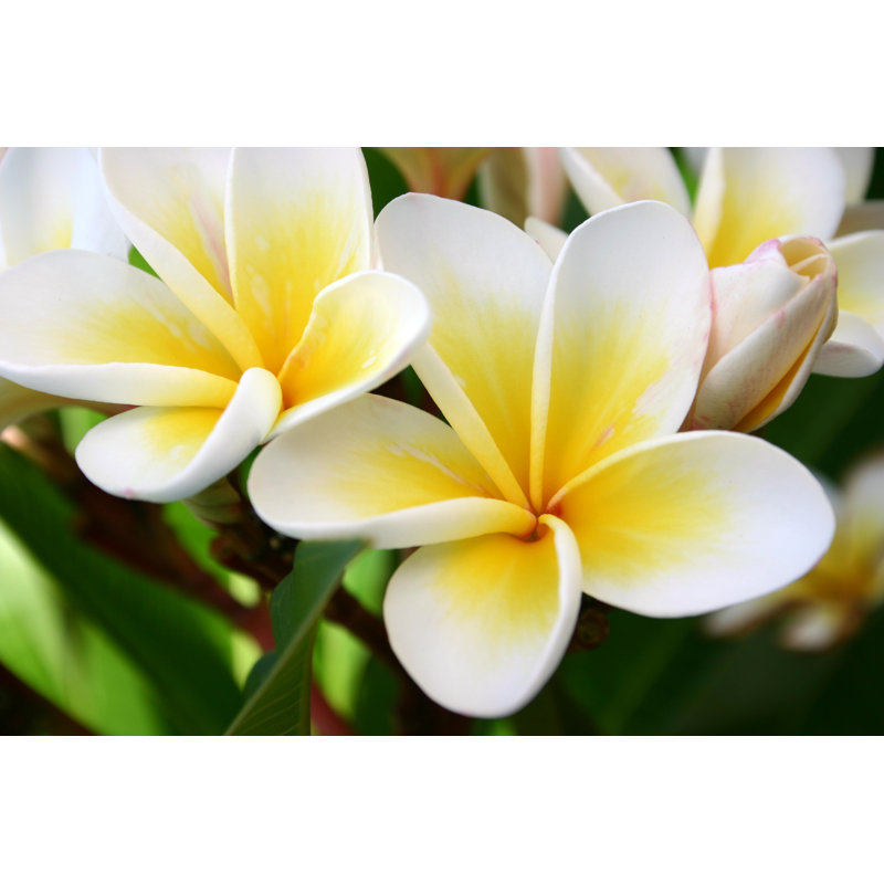 Frangipani by Davidf - Wrapped Canvas Print, 81cm H x 122cm W