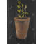 Plante de Marjolaine - Hygge