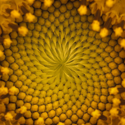 Sunflower Center by Belterz
