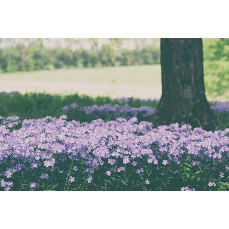 Phlox à l'ombre, H 8 po x l 12 po, Non, Toile tendue