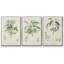 "Antique Ammond Botanical I", reproduction sur toile 3 pièces-91887856-91887858