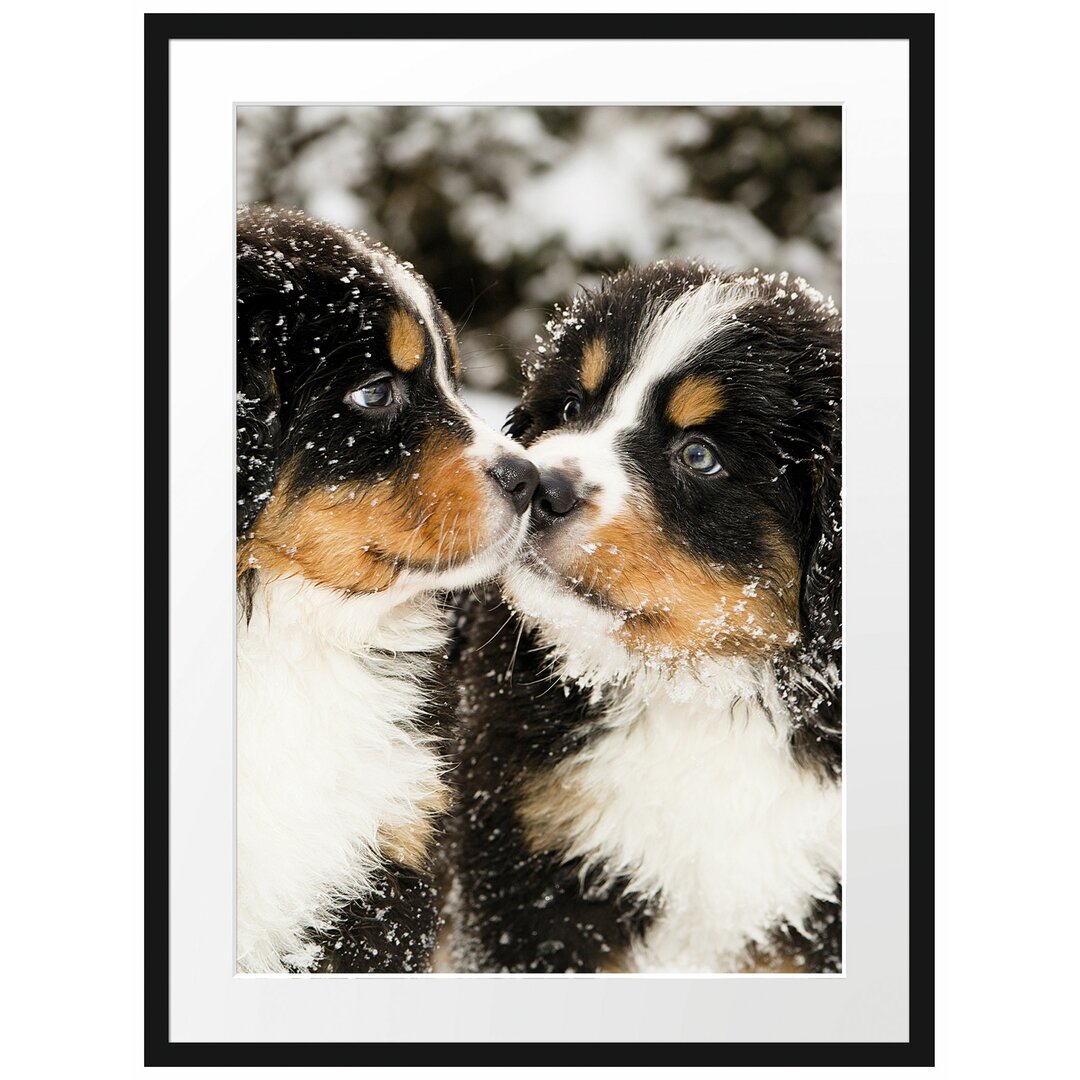 Gerahmtes Poster Bernersennen Hunde Welpen