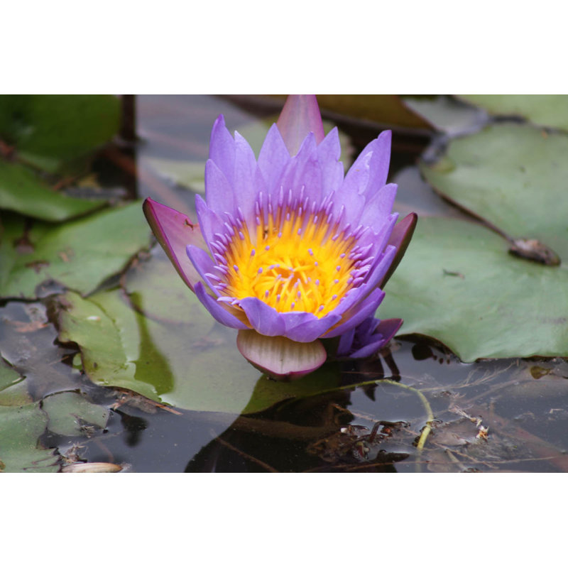 Décalcomanie murale fleuri de étang, 16 po x 24 po