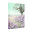 Plantes et fleurs, ciel pastel, fleurs, clôture, champ, étincelles, lumière-1509232492