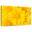 Marguerites jaunes Harnek-108733651
