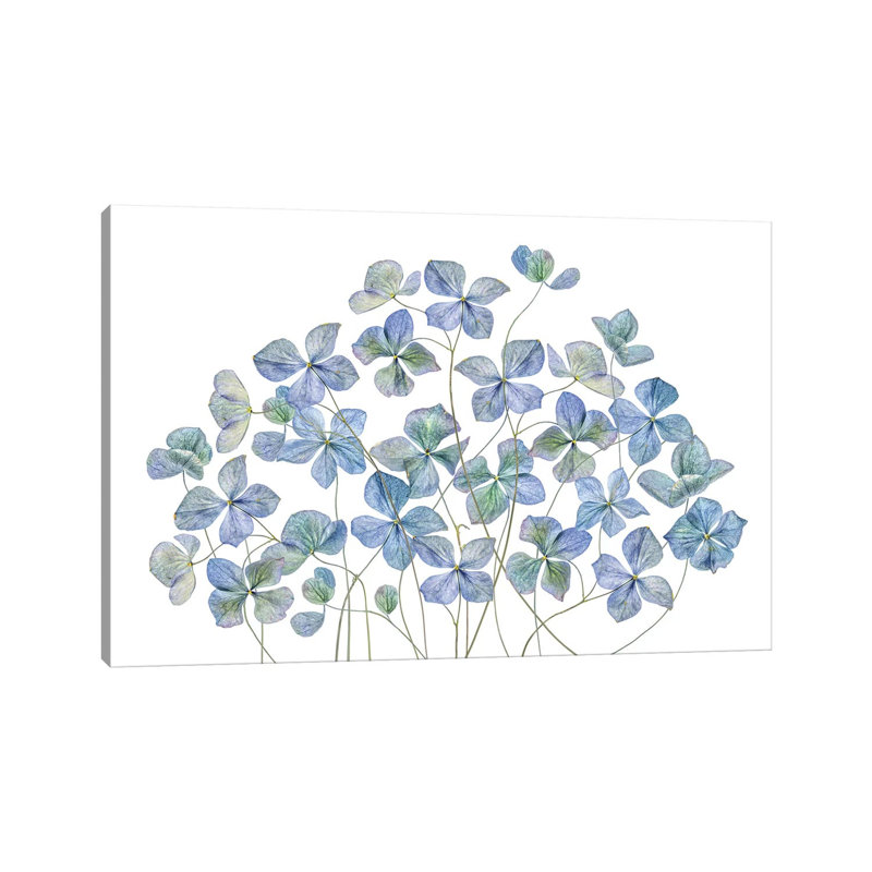 Hydrangea 1 Piece Wrapped Canvas Painting, 20.32 cm H x 30.48 cm W