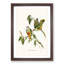 Swainson's Fruit Pigeons by Elizabeth Gould - Picture Frame Art Prints-55616723-55616724