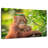 Leaf Munching Orangutan-107924154