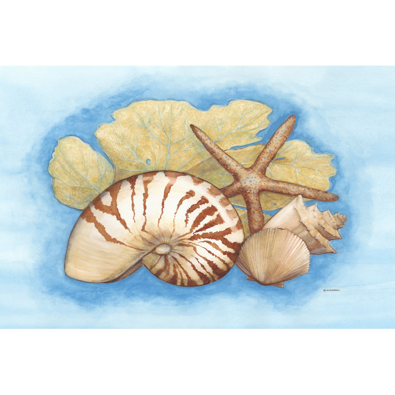 Seashells & Seafan I - Wrapped Canvas Art Print, 30cm H x 46cm W x 3.8cm D