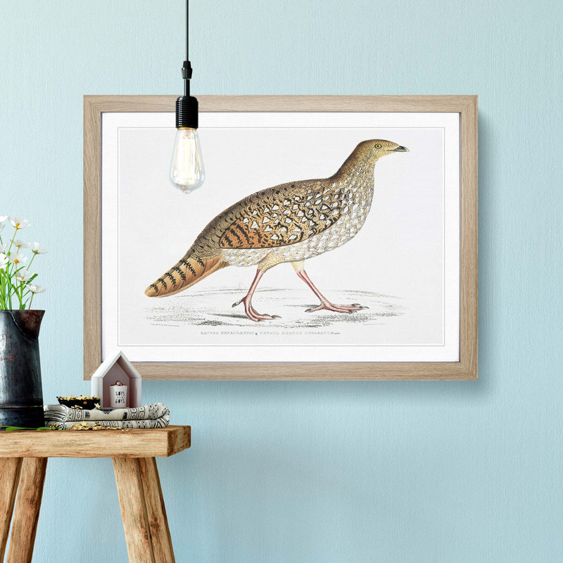 Pheasant Illustration by John Edward Gray - Picture Frame Painting Print, Oak Framed, 48cm H x 65cm W x 2cm D