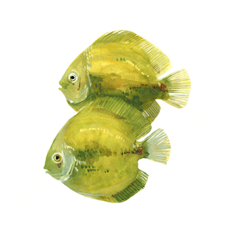 Poisson discus II, H 20 po x l 20 po x P 1 po