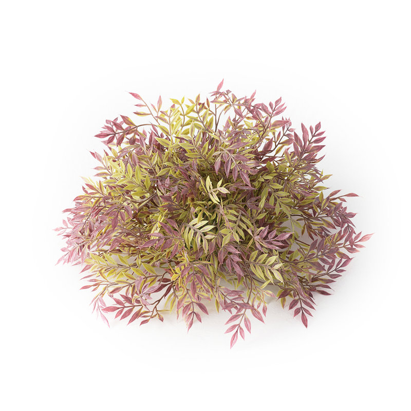 Petite plante à demi-orb wisteria