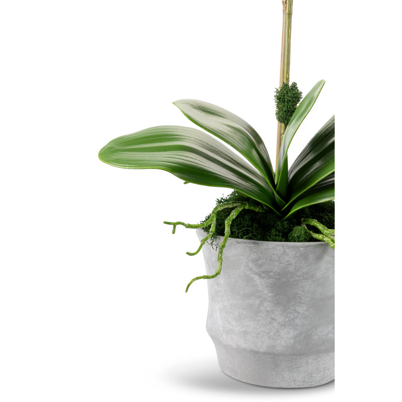 Clementine Realtouch Orchid Arrangement, Purple