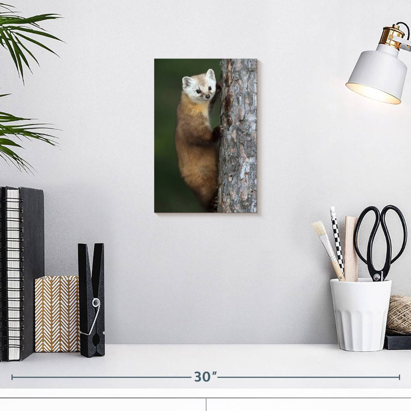 Brampt Wild American Marten, 12" H x 8" W