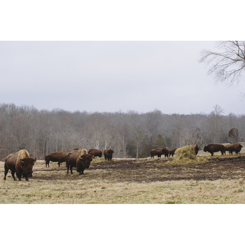 Farm Study VI 1 Piece Wall Art on Canvas, 81cm H x 122cm W, Black Floater Framed