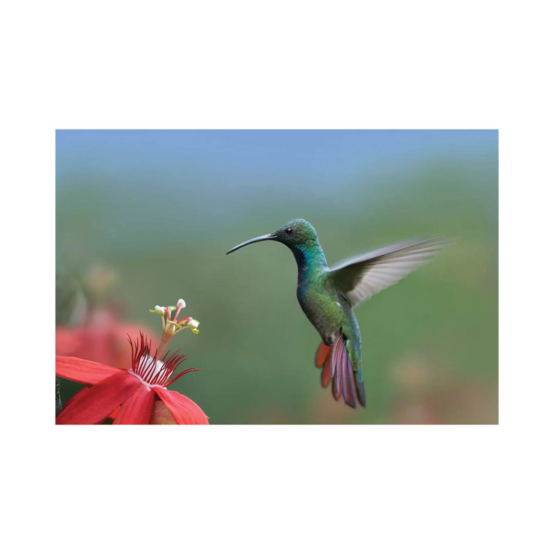 Green-Breasted Mango Hummingbird Male Foraging, Costa Rica by Tim Fitzharris - Wrapped Canvas Print, 20.32 cm H x 30.48 cm W