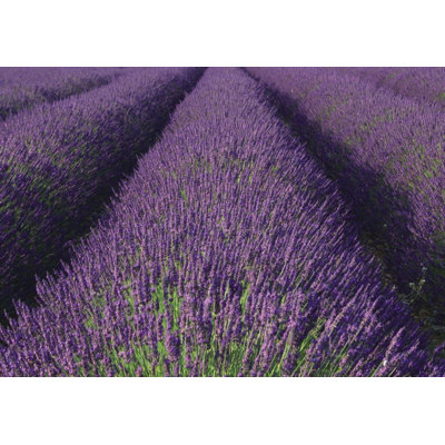 Barnsbury 2.6m x 3.72m Matte Wallpaper Roll
