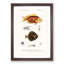 Fish Illustrations PL. 11 by Charles d' Orbigny - Picture Frame Graphic Art Print-55609329-55609330