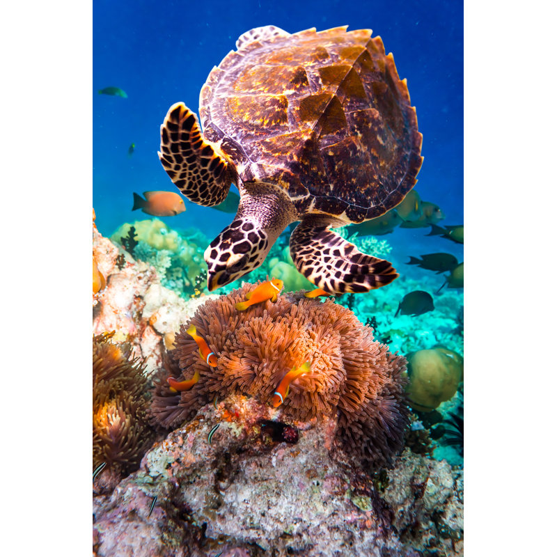 Hawksbill Turtle - Eretmochelys Imbricata by Cookelma - Wrapped Canvas Print, 46cm H x 30cm W
