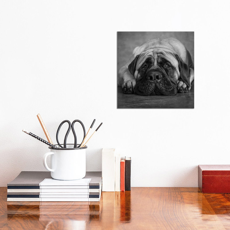 Portrait Of A Mastiff - Wrapped Canvas Print, 30.48 cm H x 30.48 cm W