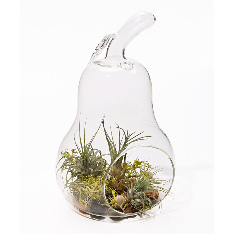 Terrarium en verre poire Latchford